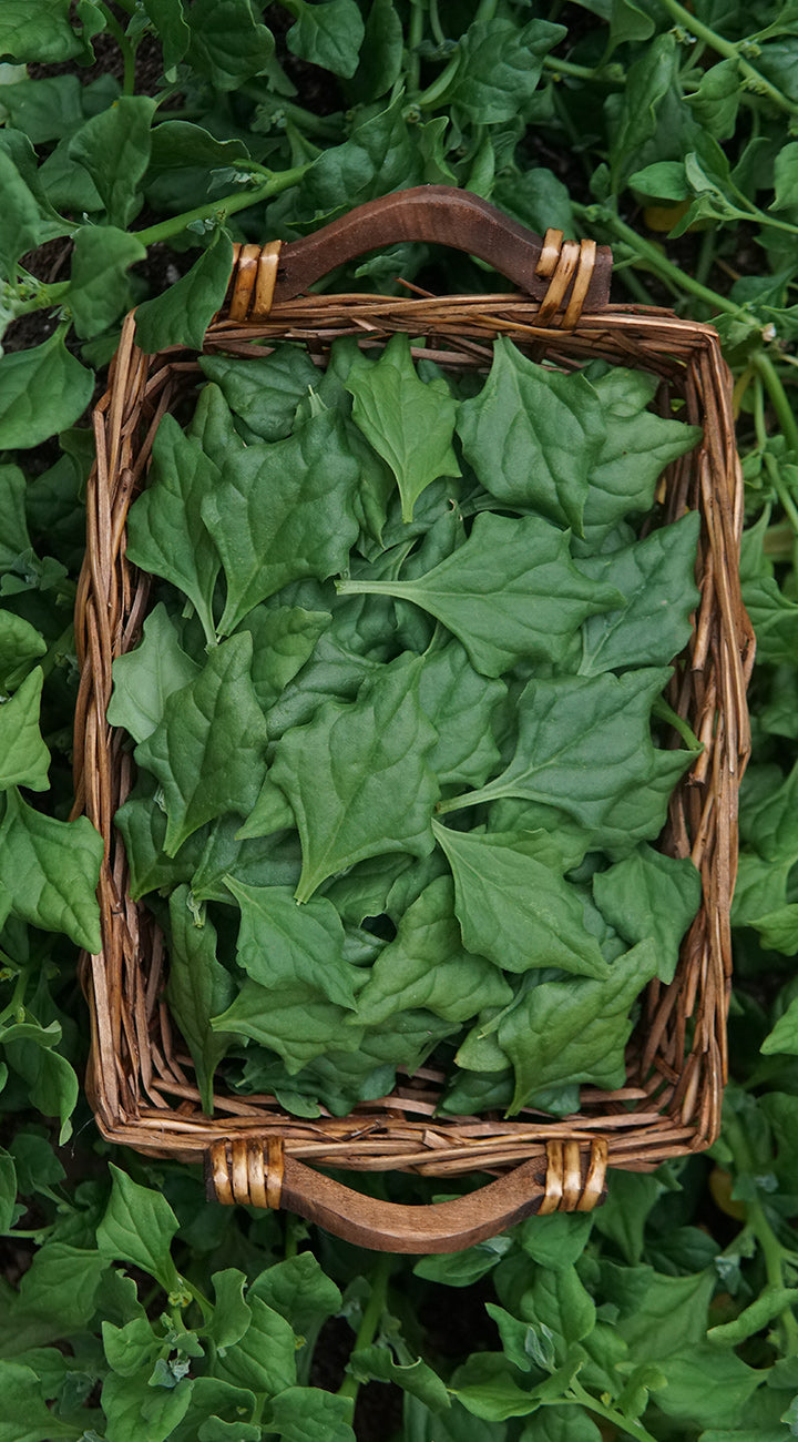 Wicker basket filled with green new zealand spinach  leaves on a green leafy background