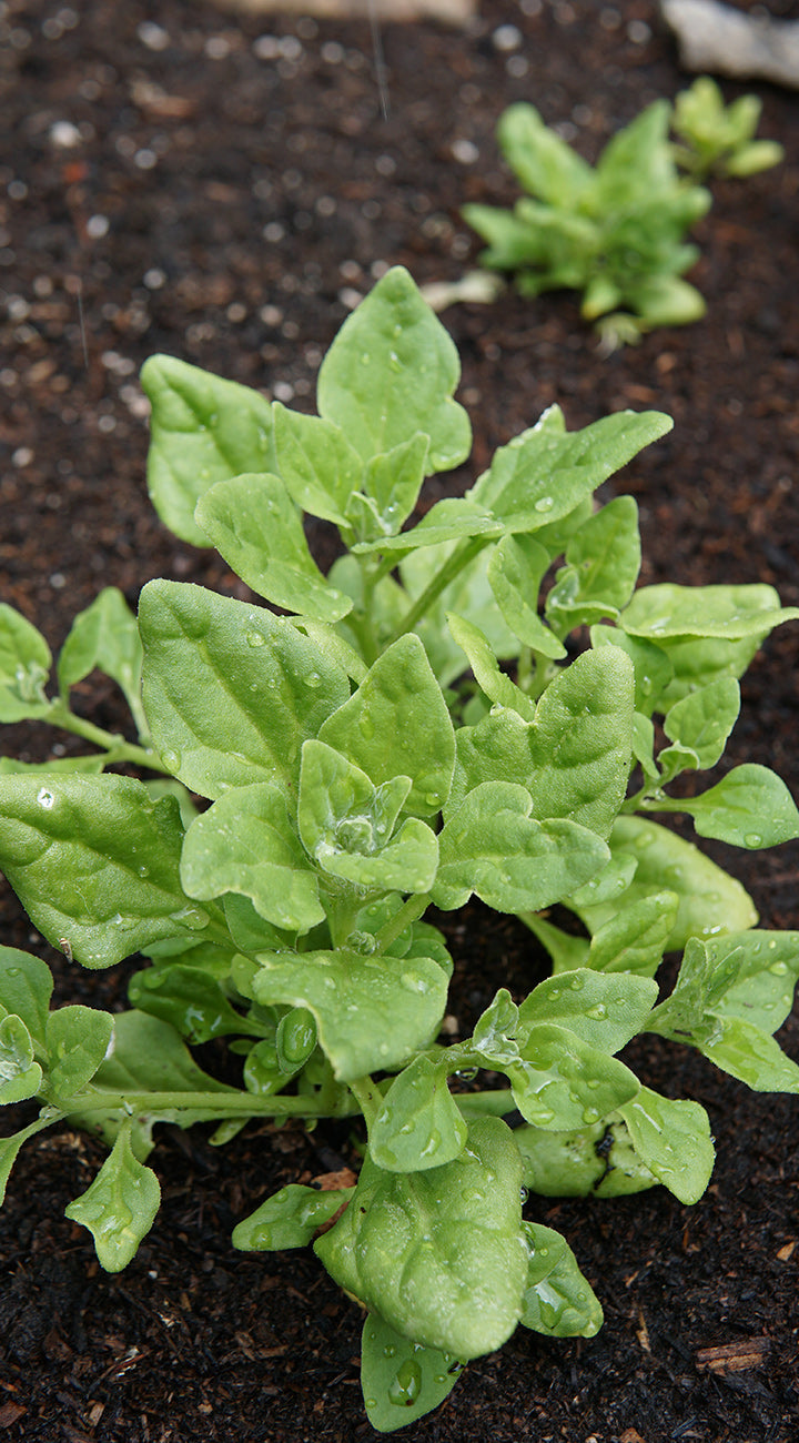 Young green new zealand spinach plants growing in dark soil