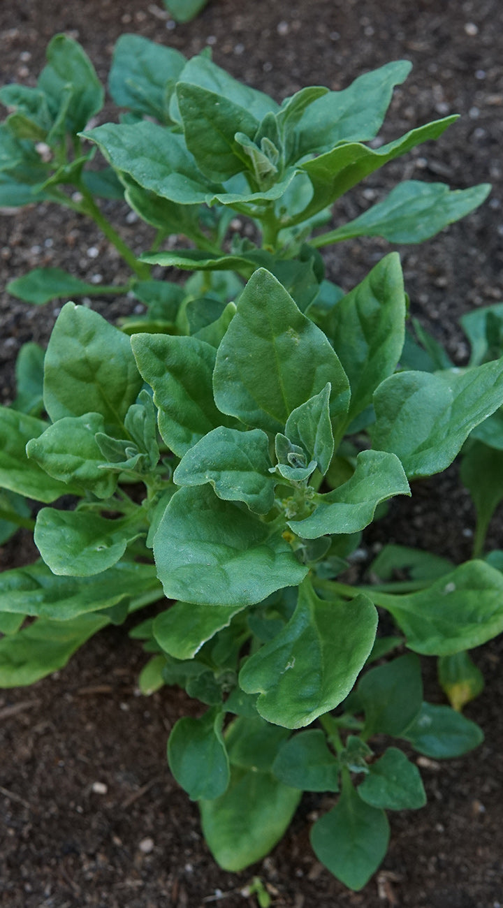 Green leafy new-zealand spinach plant growing in soil