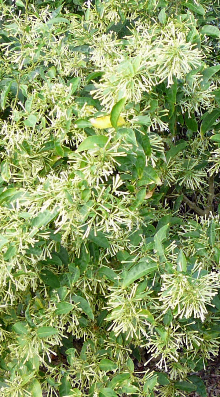 Floral night blooming jasmine bush with green leaves and white flowers