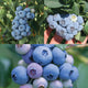 Collage of blueberries on a bush and in hand, with close-up views.