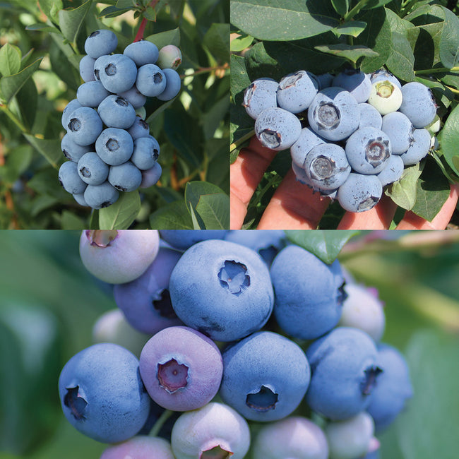 Collage of blueberries on a bush and in hand, with close-up views.