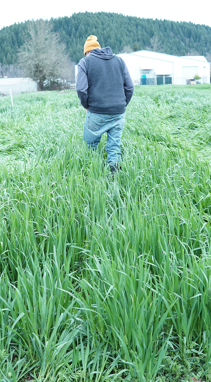 Person walking through a field of tall oat/vetch mix with a forest in the background