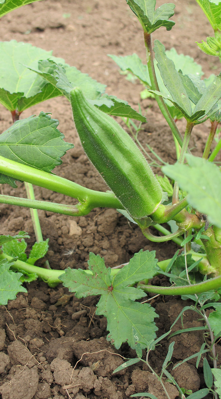 Young okra plant with a green okra pod growing in soil