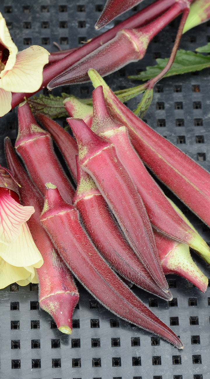 Red okra pods on a black grid background
