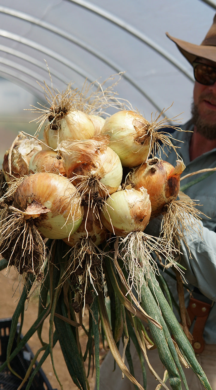 Bunch of harvested onions held by a person wearing a hat.