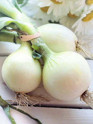 Two white onions with green stems on a light wooden surface.