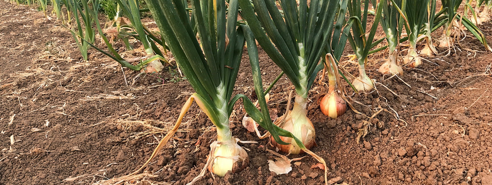 Onion plants growing in a field with soil