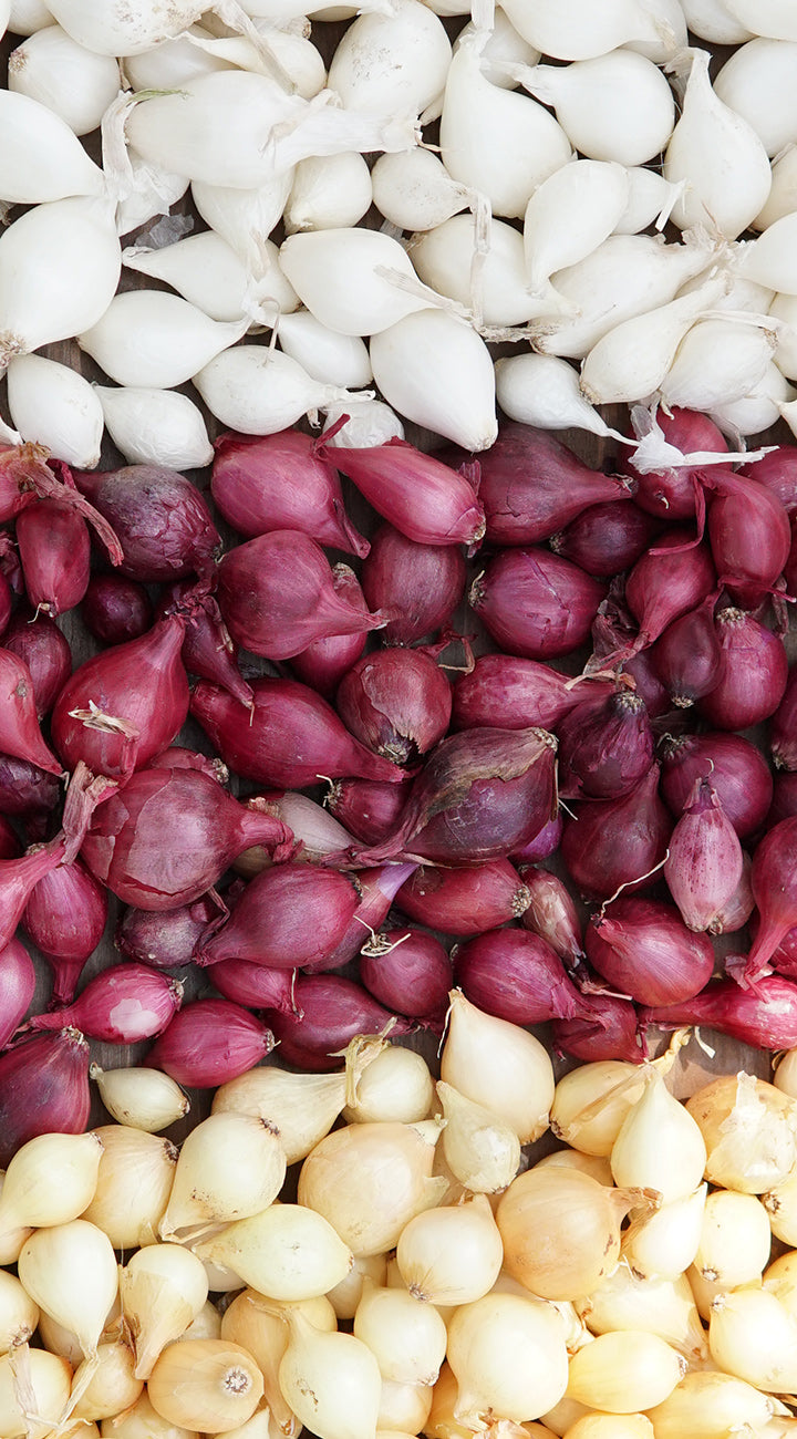 Close-up of Monastrell onion seed image showing white, red, and yellow cured bulbs arranged in rows