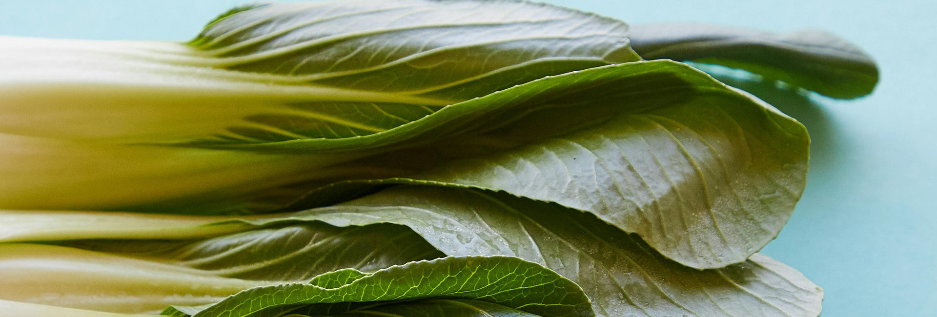 Close-up of green leafy pak choi on a light blue background