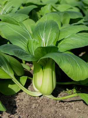 Bok choy plant growing in a garden