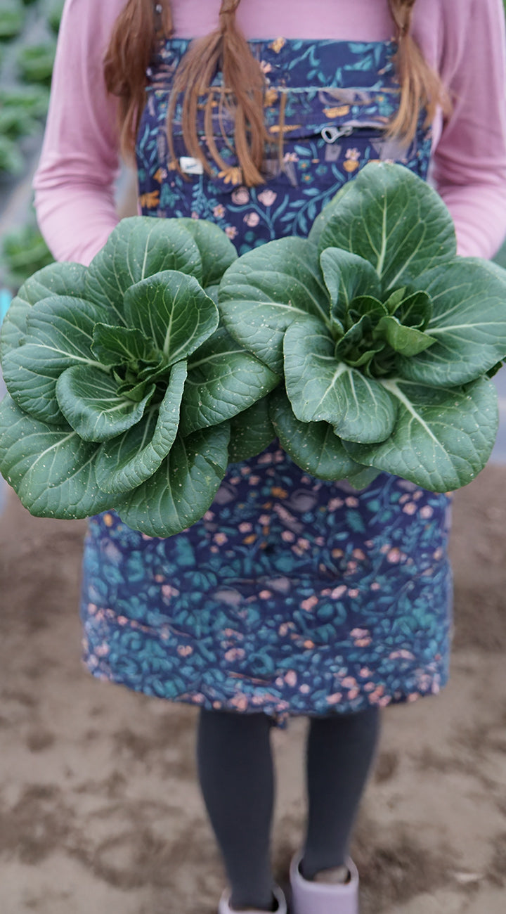 Person holding large green pak choi with a colorful apron.