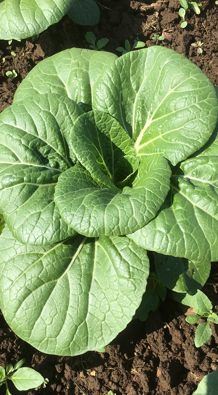 Close-up of green leafy Pak choi vegetable growing in a garden
