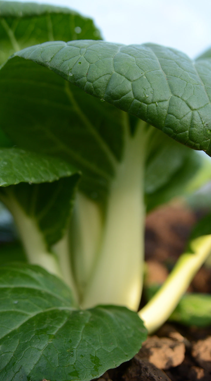 Close-up of green leafy pak choi vegetable with a blurred background