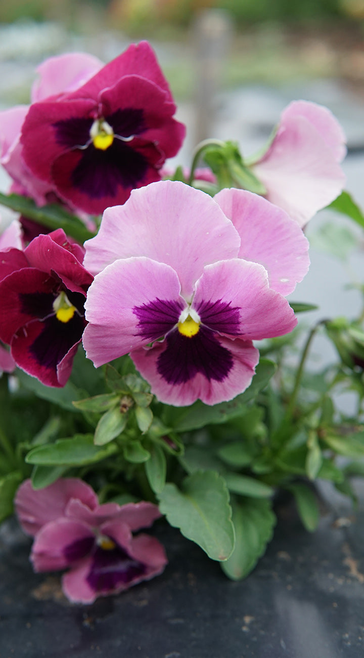 Close-up of pink and purple viola flowers with a blurred background