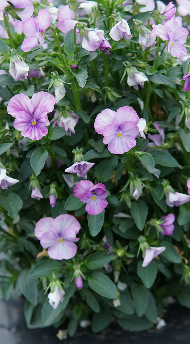 Bunch of purple and white pansy flowers with green leaves
