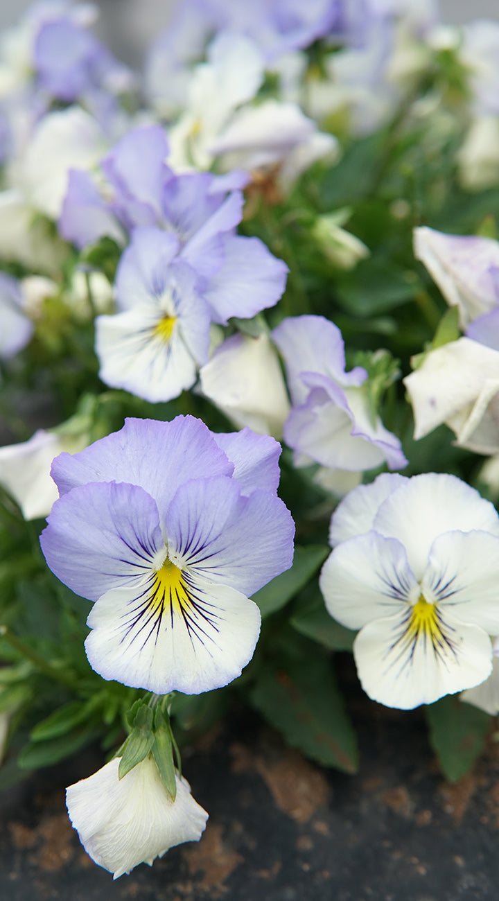 Close-up of purple and white viola flowers with green leaves.