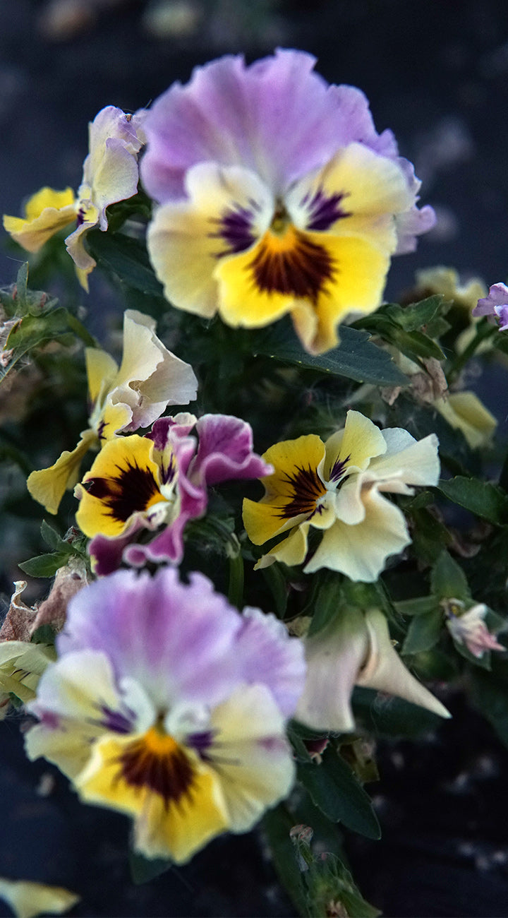 Close-up of Cool Wave Morpho pansy showing ruffled lavender-and-yellow petals with a dark central blotch on a blurred dark background