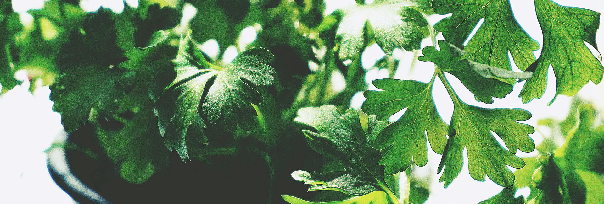 Close-up of fresh green parsley leaves