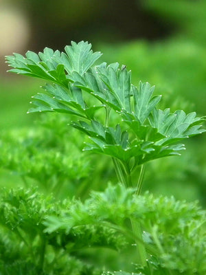 Close-up of a green leafy parsley plant with a blurred green background