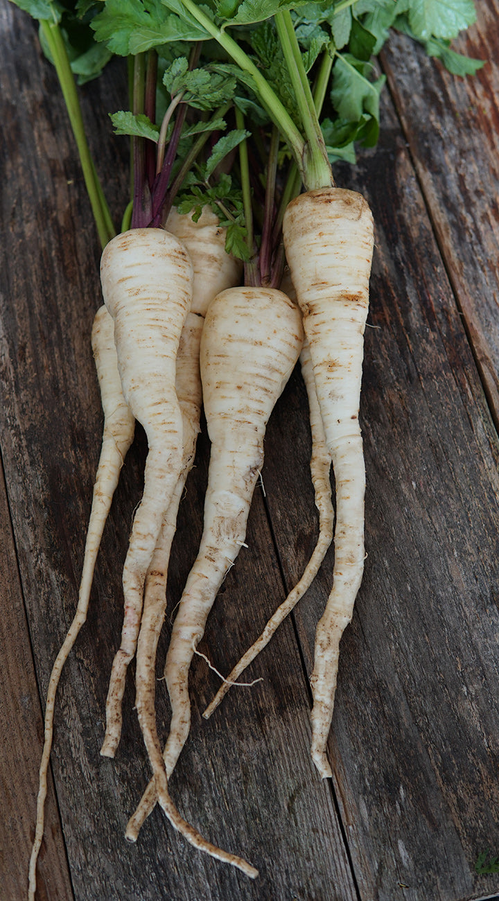 Bunch of parsnips on a wooden surface