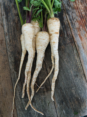 Group of parsnips on a wooden surface