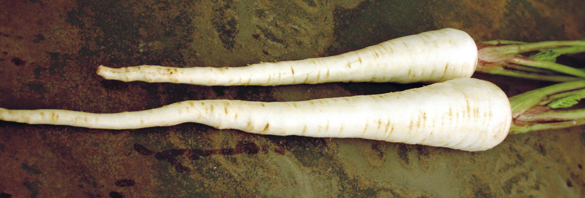 Top view of two parsnips showing long tapered white roots and short green tops on a textured brown background