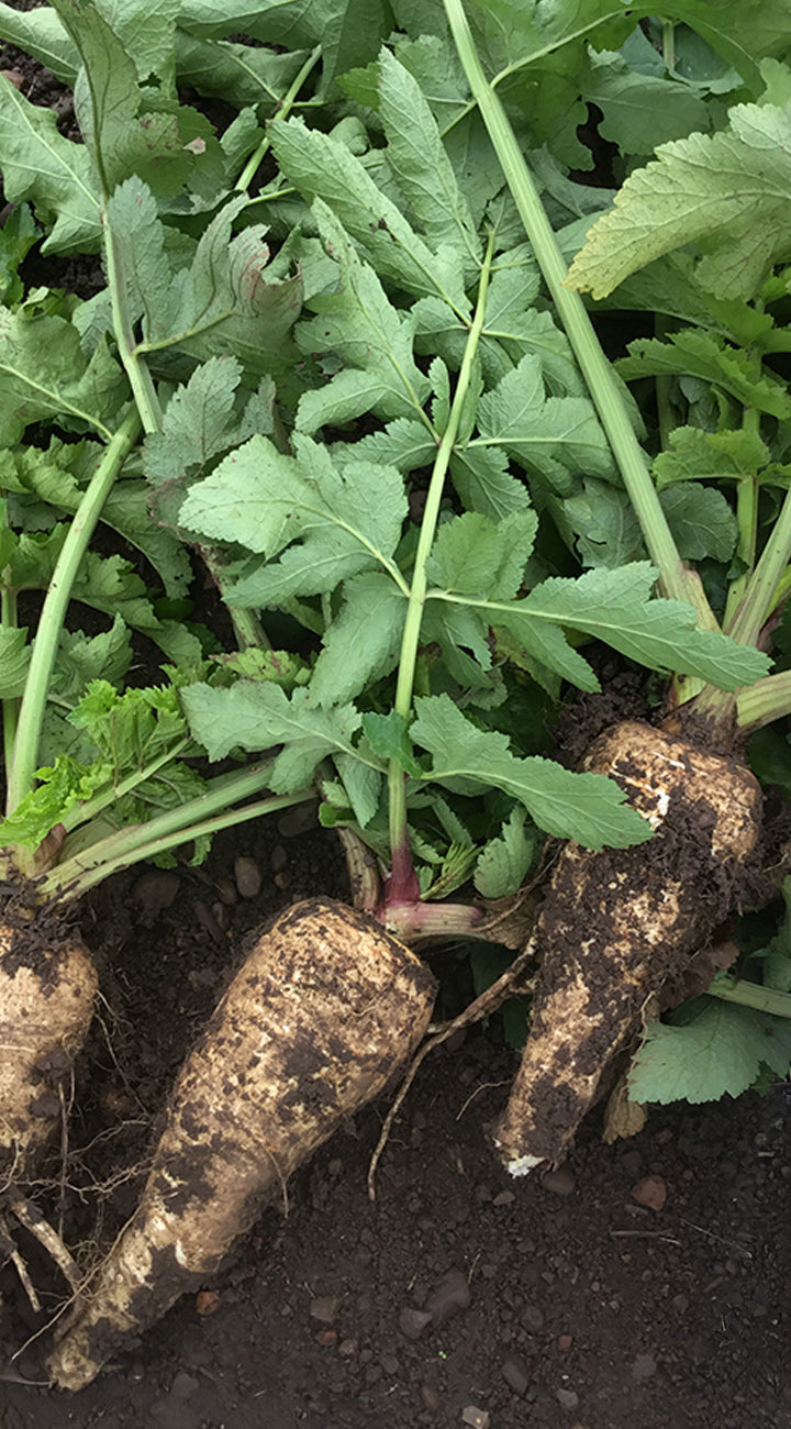 parsnips with green leaves on a dark soil background