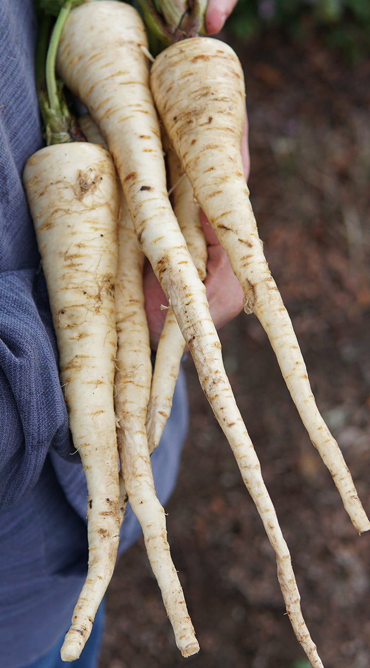 Hand holding White Spear parsnips showcasing long tapered white roots with a blurred outdoor background
