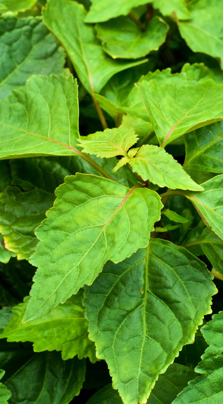 Close-up of green patchouli leaves with a blurred background