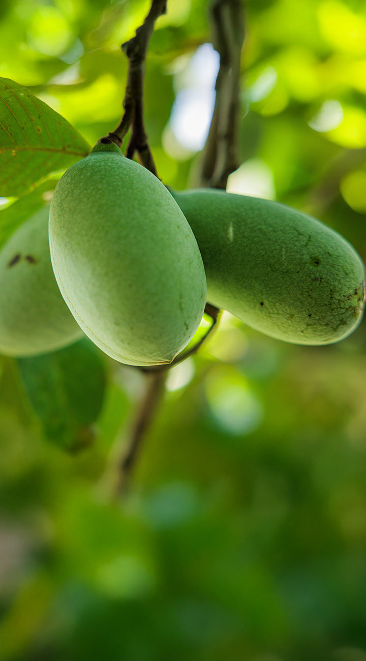 Green pawpaw fruits hanging from a tree with a blurred green background