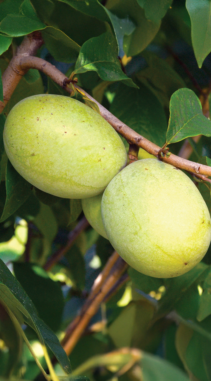 Green paw paw fruits on a branch with leaves