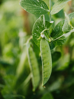 Green pea pods on a plant with a blurred green background