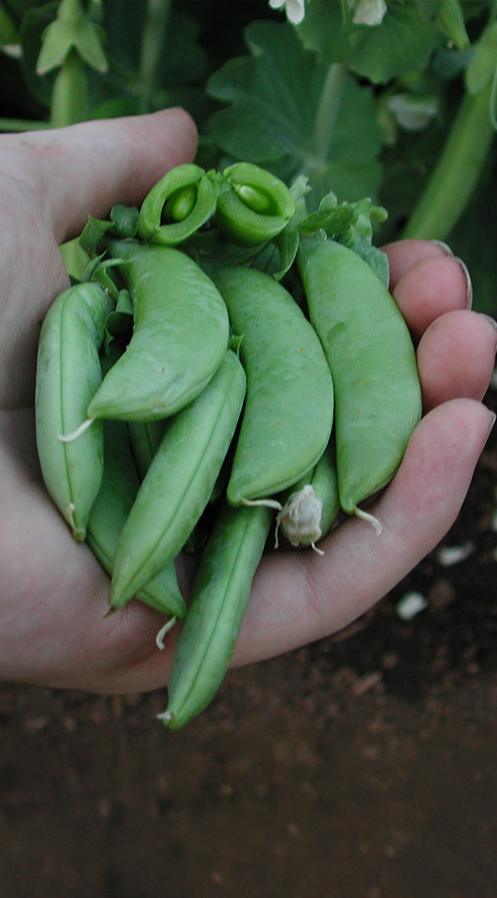 Hand holding green peas with a natural background
