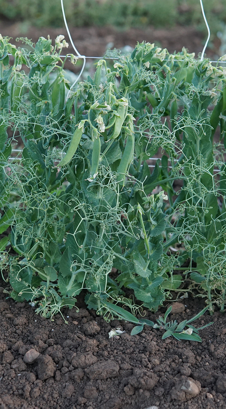 Pea plants with green peas growing in a garden