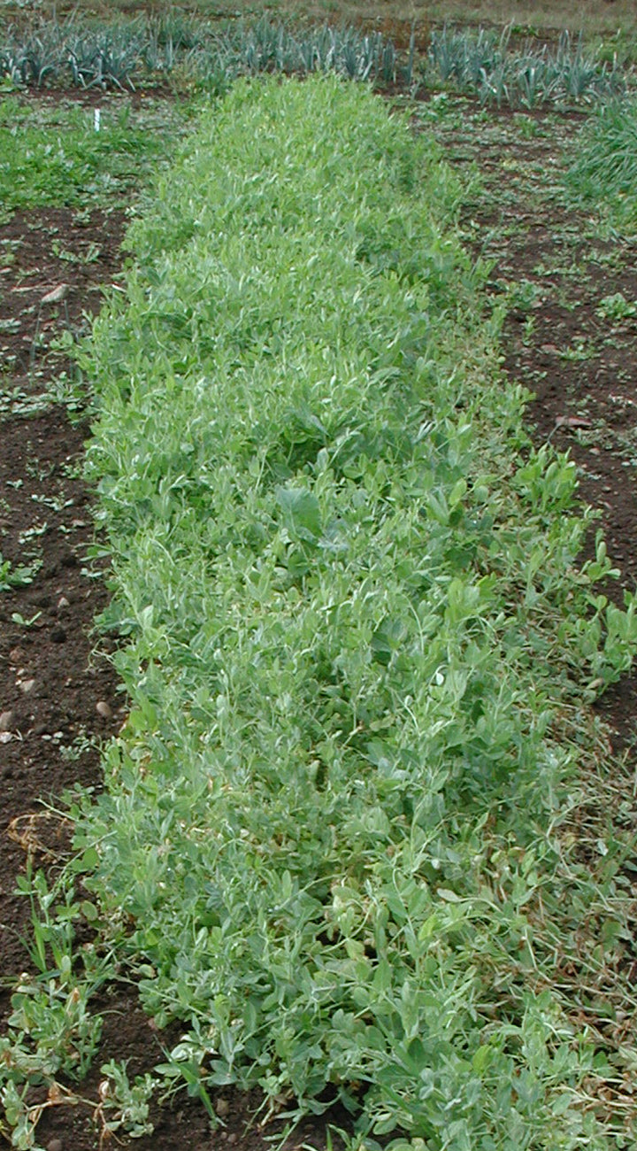 Row of green pea plant cover crops growing in a field