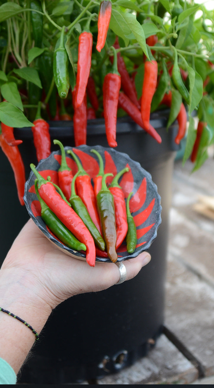 Hand holding a small bowl of red and green peppers with potted plants in the background