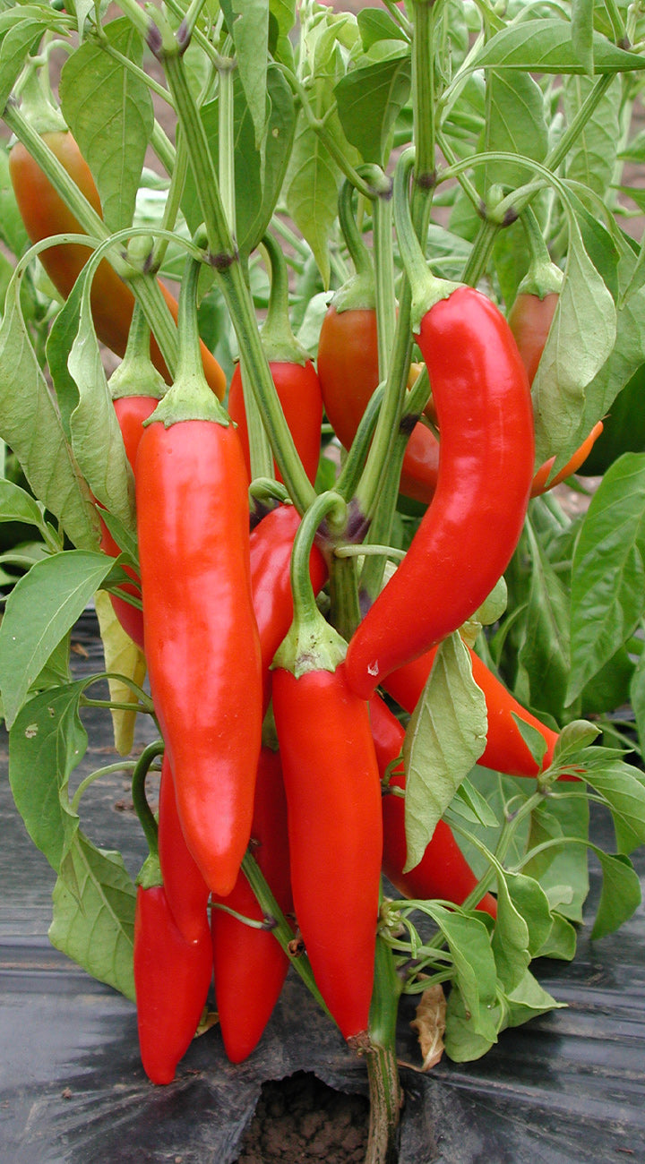 Close-up of Italian Pepperoncini pepper plant showing clusters of glossy, elongated red peppers against green leaves