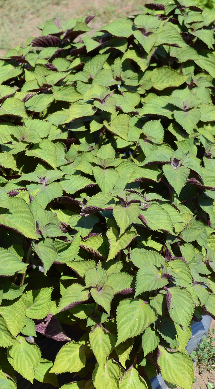 Close-up of green and purple leafed perilla plants