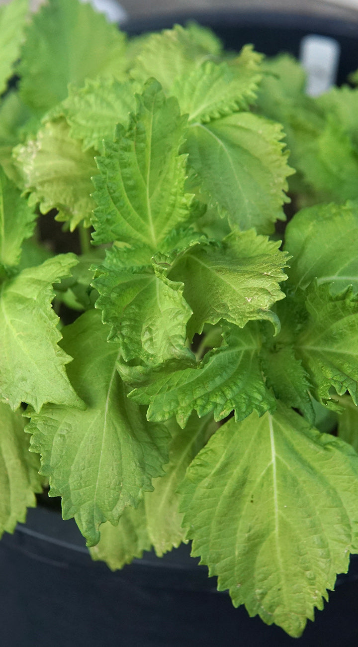 Close-up of green leafy perilla plants with a blurred background