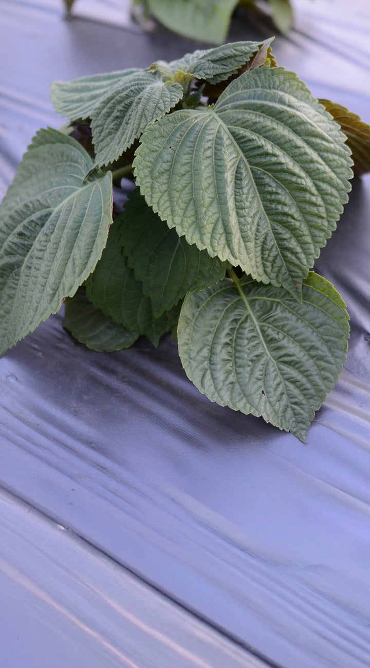 Green perilla leaves on a textured surface