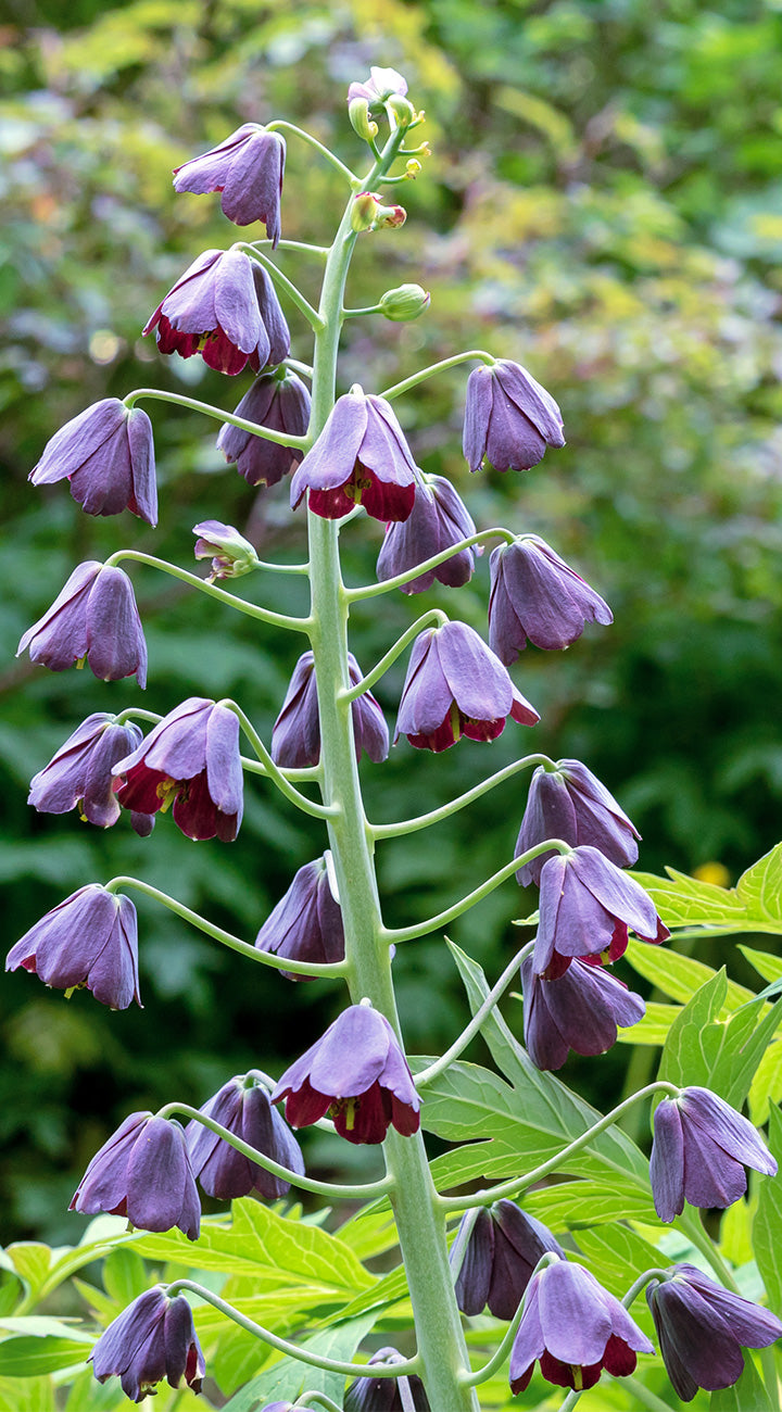 Purple bell-shaped persian lily flowers with green leaves against a blurred natural background