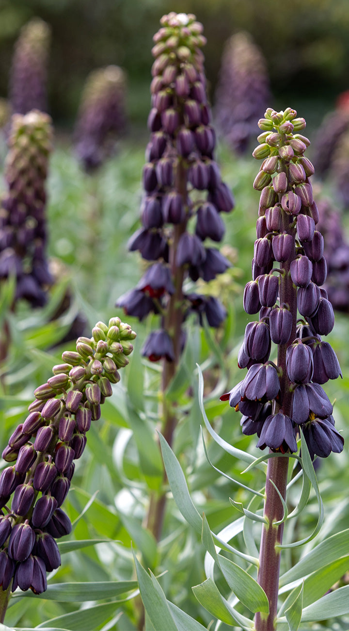 Purple flowering persian lily plants with green leaves on a blurred natural background