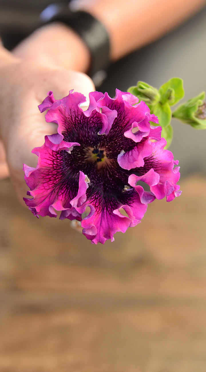 Close-up of Loopytunia Mix petunia showing ruffled magenta petals and dark veined center with blurred hand-held background