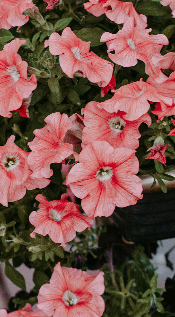 Close-up of pink petunia flowers with green leaves