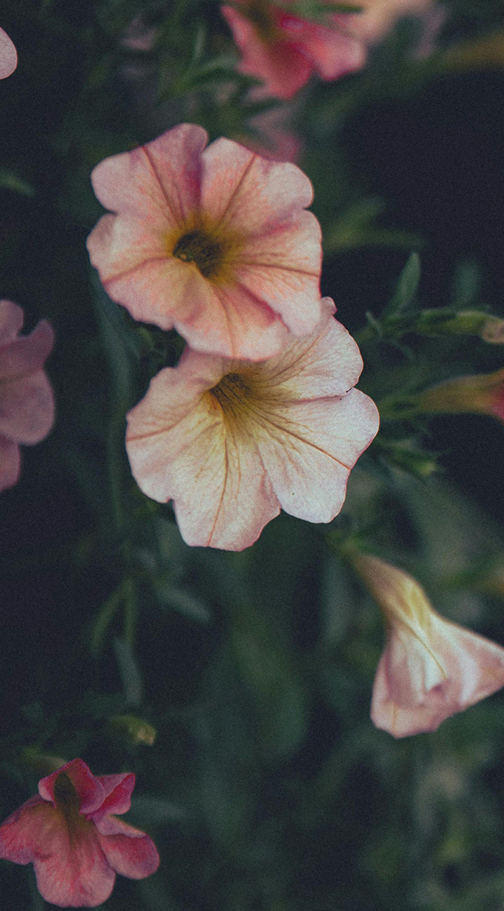 Close-up of pink petunia flowers with a blurred green background