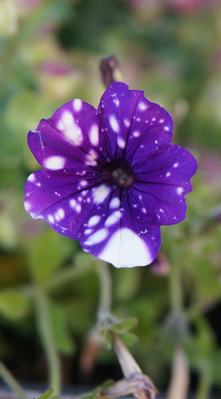 Purple petunia flower with white spots on a blurred green background