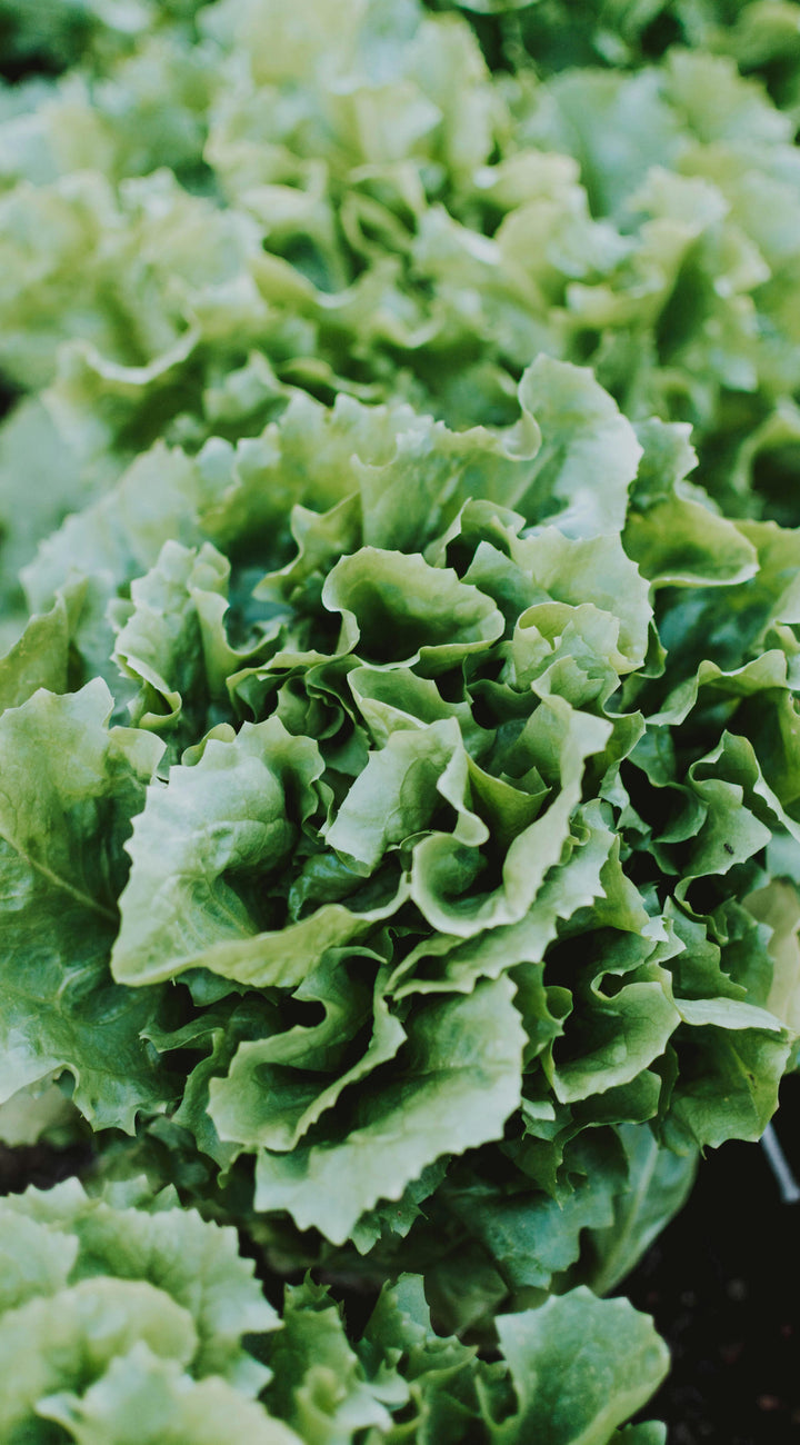 Close-up of green leafy lettuce