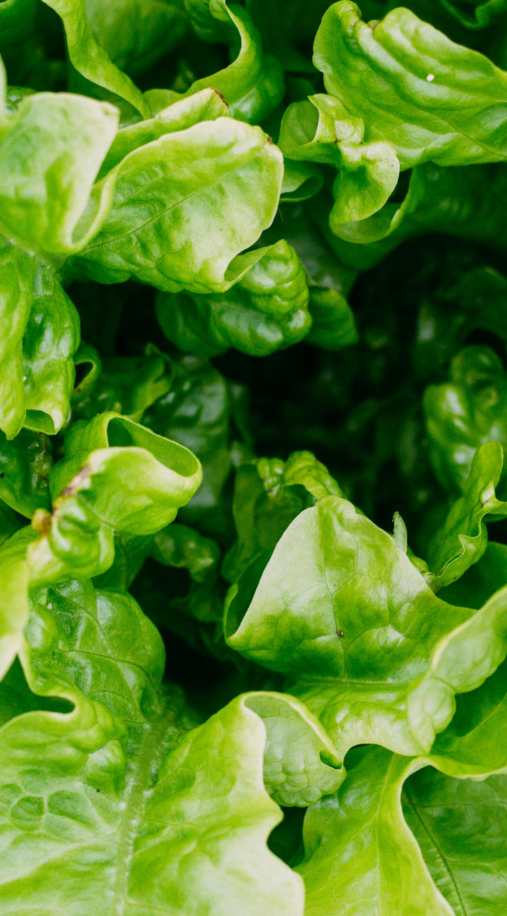 Close-up of Provencal Winter mix lettuce leaves showing tender, ruffled bright green foliage