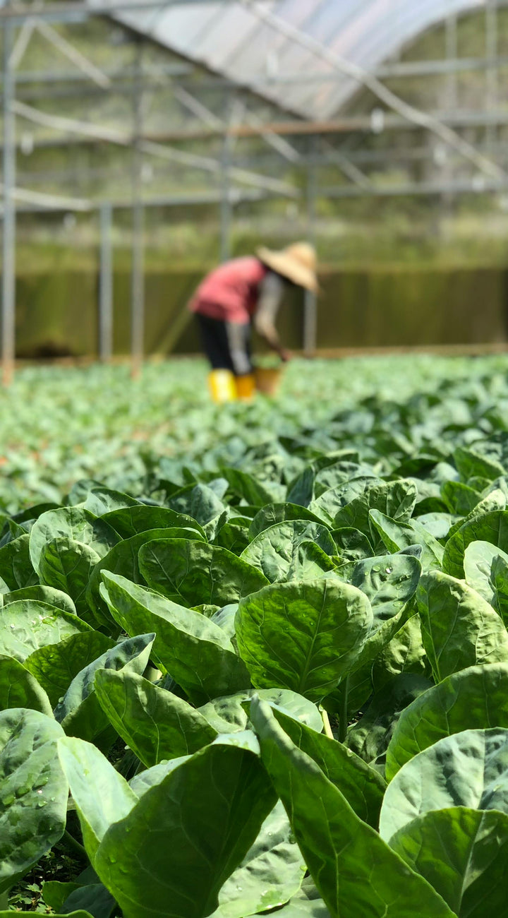 Greenhouse with rows of leafy plants and a person working in the background.